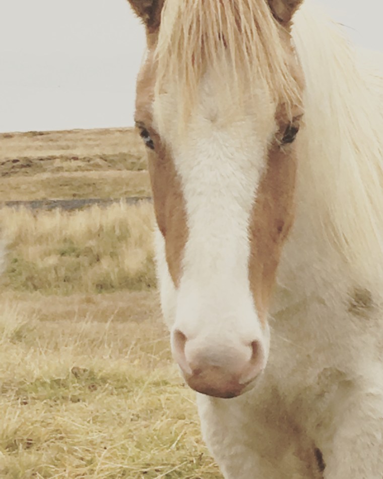 Icelandic Horse